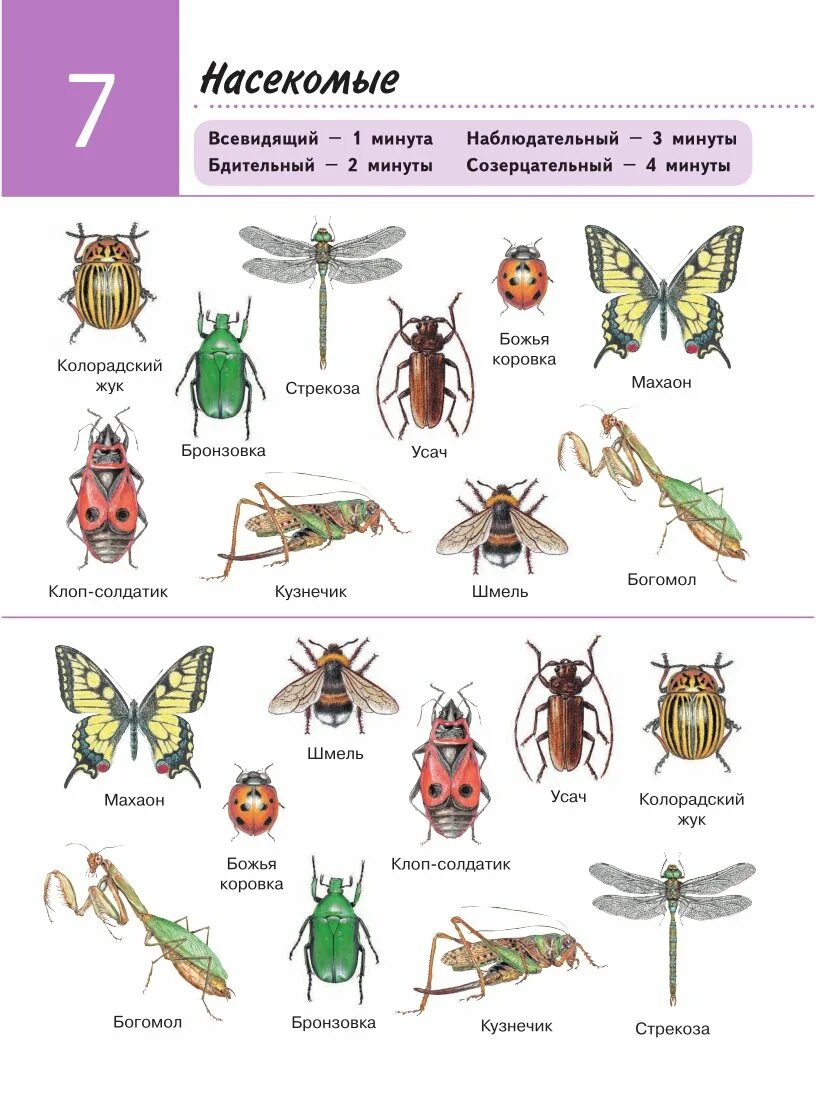 Насекомые примеры. Урок биологии насекомые. Найди названия насекомых. Насекомые список с картинками. Виды насекомые список