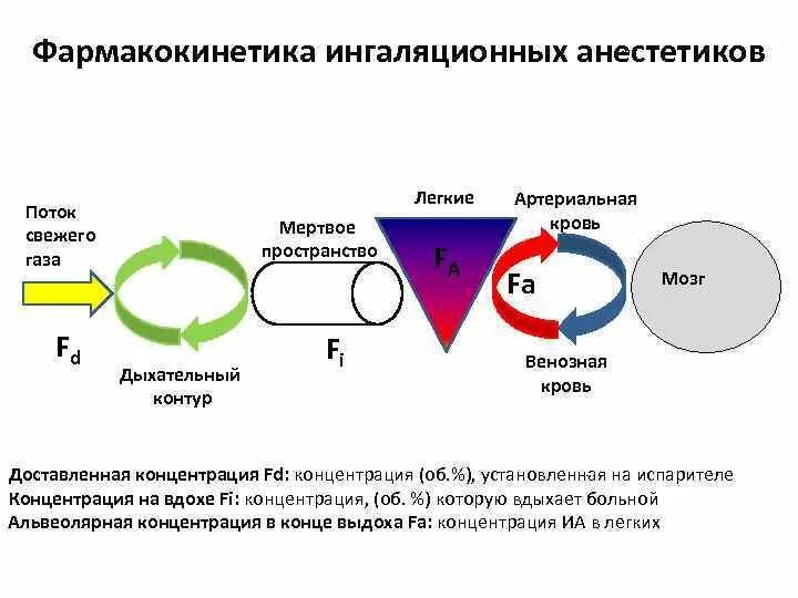 Эффект анестетика. Механизм действия ингаляционных общих анестетиков. Механизмы наркозного действия ингаляционных анестетиков. Механизм действия местных анестетиков схема. Механизм действия ингаляционных анестетиков схема.