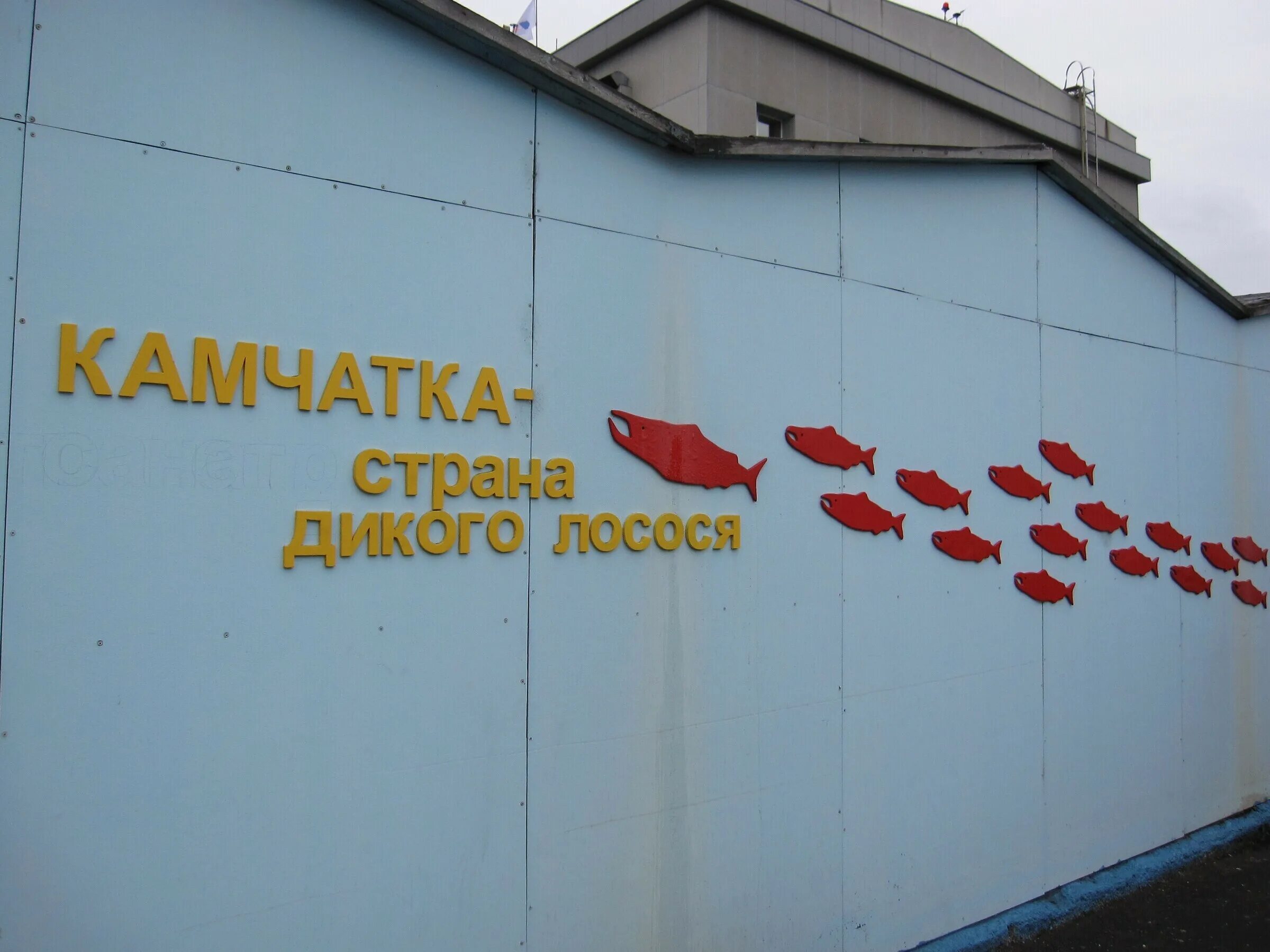 Камчатка зерна. Камчатка в июне. Вулкан горелый камчатка экскурсия. Выезд на океан база отдыха камчатка. Камчатка отзывы.