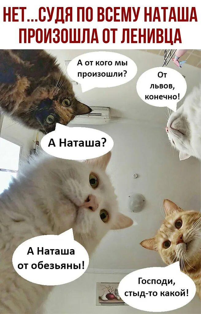 что случилось с котовым