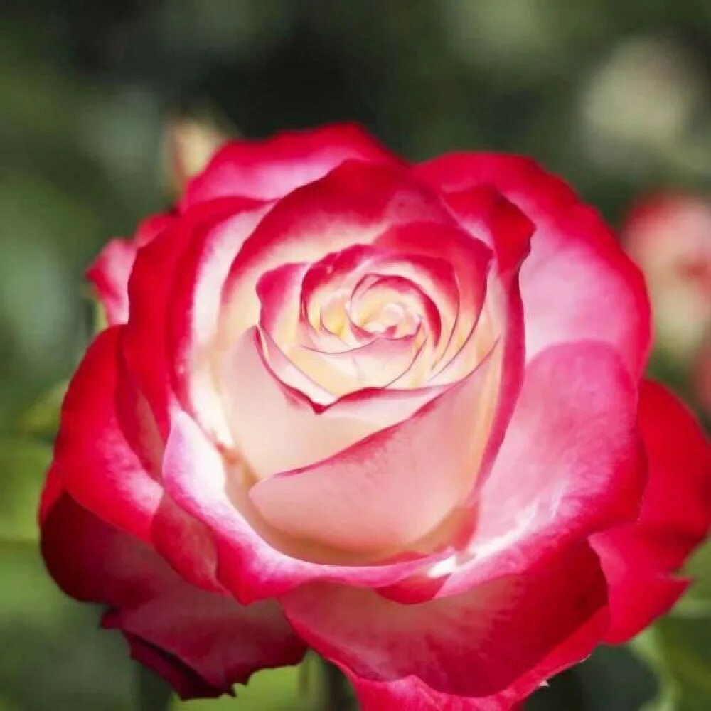 Jubile du prince monaco. Jubile du prince monaco. Роза флорибунда принц де монако. Роза флорибунда принц монако. Роза флорибунда жюбиле дю принц де монако.