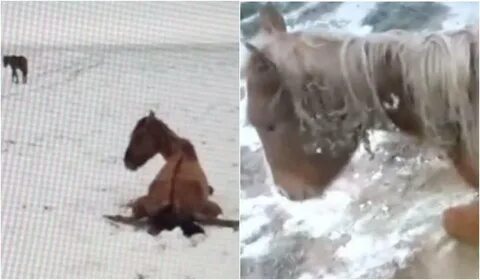 На коне падеж