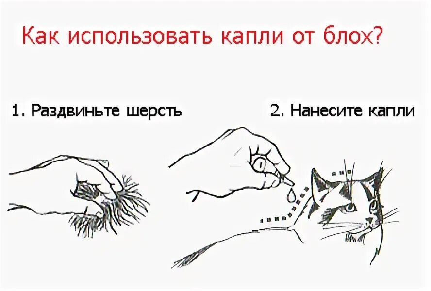 Как наносить капли от блох кошке. Как капать капли на холку коту. Как наносить капли от блох кошке. Капать от блох кошке на холку. Капать от блох кошке на холку.