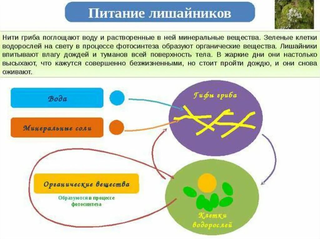 У грибов есть фотосинтез. Схема питания лишайника. Лишайники Тип питания. Способ питания лишайников. Питание и дыхание лишайников.