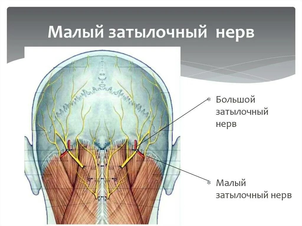 Как называются места выхода. Подзатылочный нерв анатомия. Анатомия человека затылочный нерв.