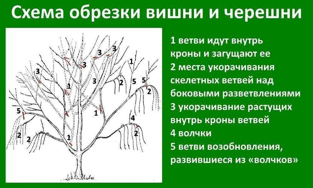 Надо ли весной обрезать. Схема подрезки вишни весной. Обрезка вишни и черешни весной. Правильная обрезка вишни весной схема. Схема обрезки черешни летом.