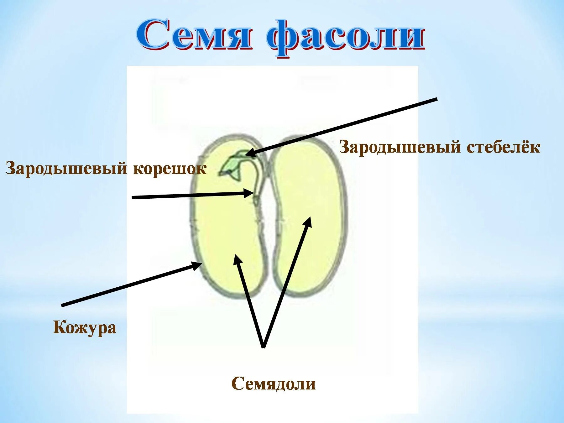 Кожура, семядоли, зародыш корешок почечка. Семенная кожура семядоли. Зародышевый корешок. Зародышевый стебелек у фасоли.