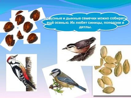 Сорок сильный