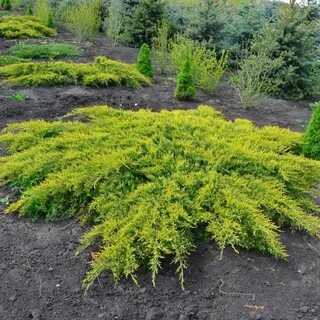 Можжевельник пфитцера