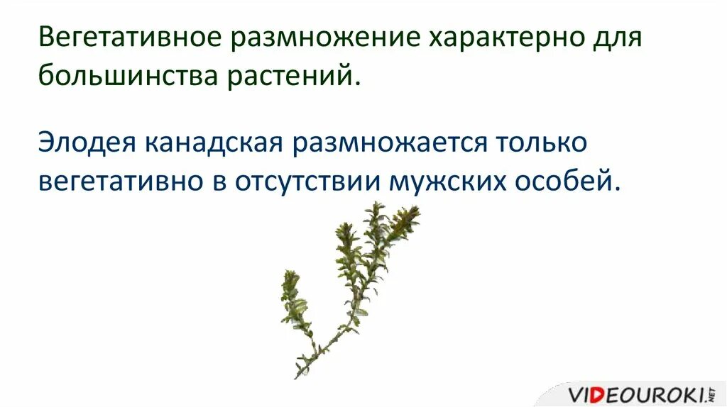 Вегетативное размножение характерно для. Вегетативное размножение элодеи. Вегетативное размножение мхов. Элодея канадская размножение. Какое значение имеет вегетативное размножение в природе