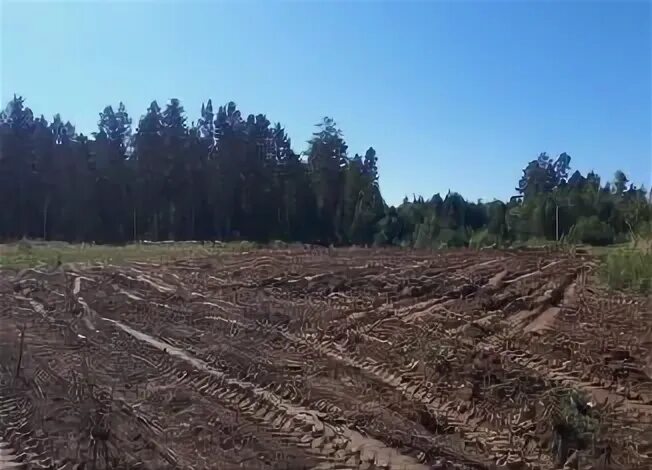 Лесничество. Военное лесничество. Гора лесничество. Лесной шедех поселок шелеховский. Шелеховское лесничество.