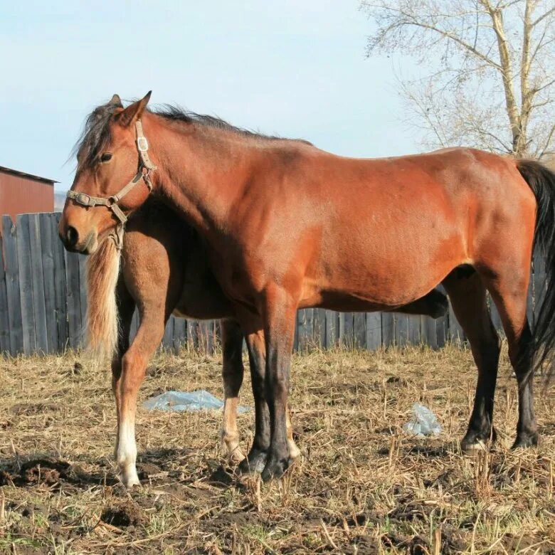 римская порода лошадей. лошадь владимирский тяжеловоз жеребята. домашние лошади на продажу. метис владимирского тяжеловоза. владимирский тяжеловоз и орловский рысак.