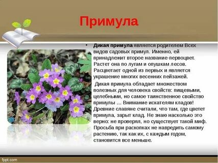 Первоцвет свойства