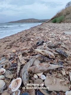 Рыба большая азовское море