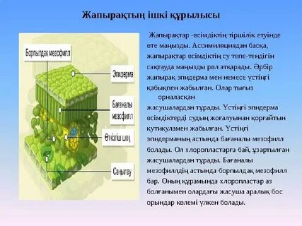 Менің трусиімде киска бар