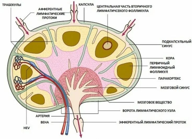 Передние корешки лимфатический узел. Передние корешки лимфатический узел. Строение лимфоузла его функции. Строение лимфатического узла анатомия. Схема строения лимфатического узла.