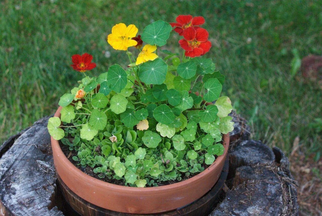 Настурция девичья краса. Настурция(tropaeolum). Всходы настурции. Настурция капуцин. Всходы настурции.