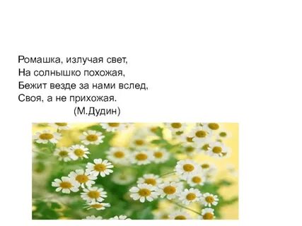 Сочинение про ромашку 3