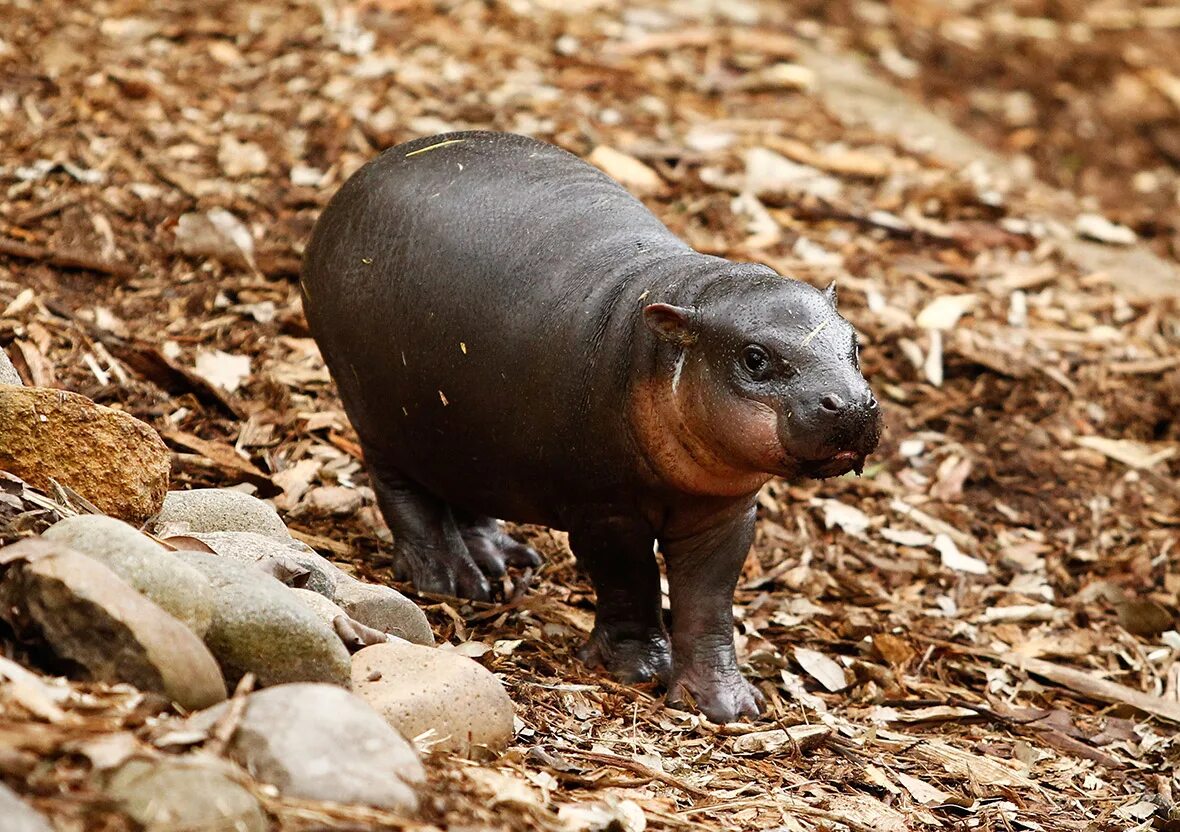 критский карликовый бегемот. карликовый бегемот водится в природной зоне. либерийский карликовый бегемот. карликовый бегемот варан. сообщение о карликовом бегемоте.