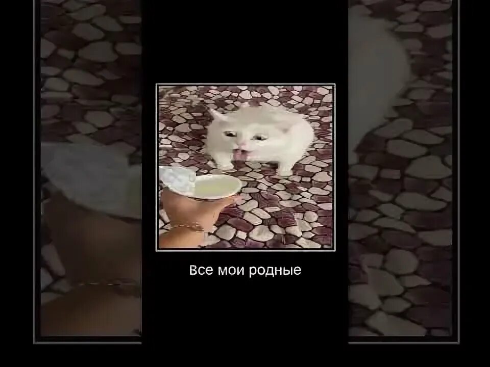 Мем кошка блюет. Кот рыгает мем. рыгающий кот тик ток. белый кот тошнит мем.