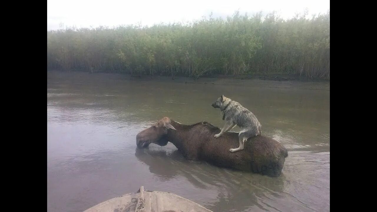 Наводнение помощь животным. Наводнение животные. смешной лось. паводок животные.