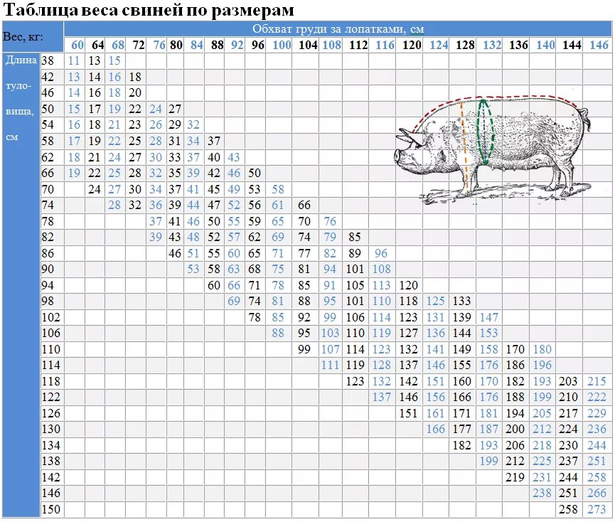 Как получить пин свиньи. Таблица измерения живого веса свиней. Таблица замера свиней живым. Таблица взвешивания поросят без весов. Таблица измерения свиней для определения веса.