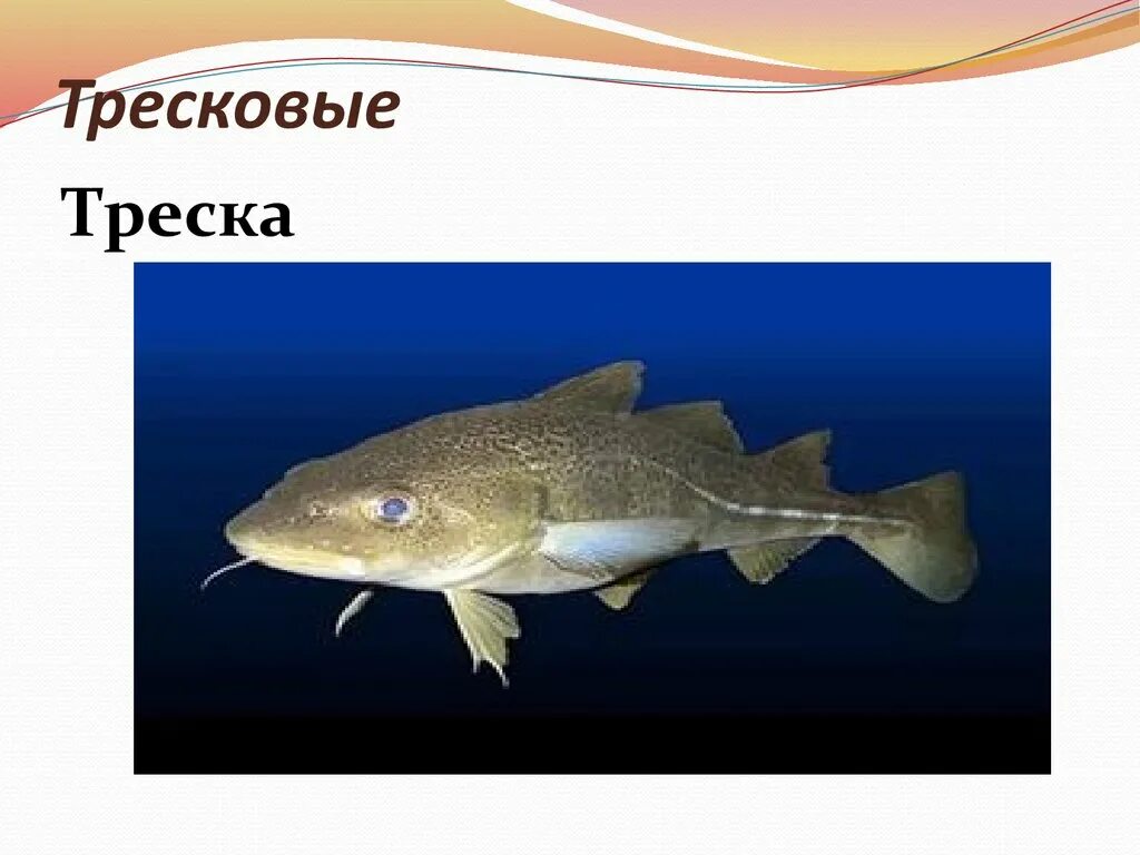 Тресковые семейство рыб. Треска семейство тресковых. Семейство тресковые представители. Рыба минтай семейство тресковых. Северная треска 6 букв