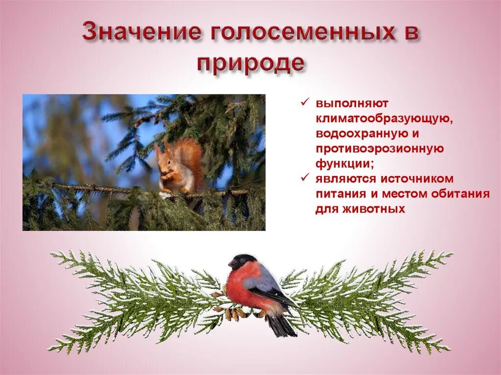 Каково значение хвойных. Голосеменные в природе. Значение голосеменных в природе. Значение голосеменных. Голосеменные в жизни человека и в природе.