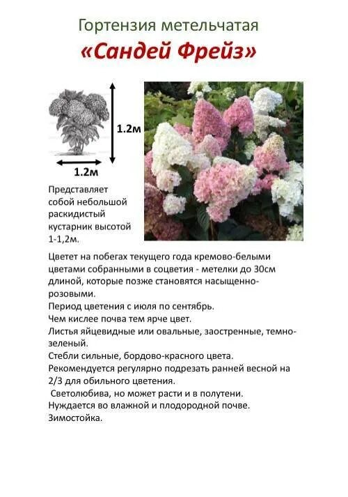 Когда сажают гортензию метельчатую в открытый. Когда сажают гортензию метельчатую в открытый