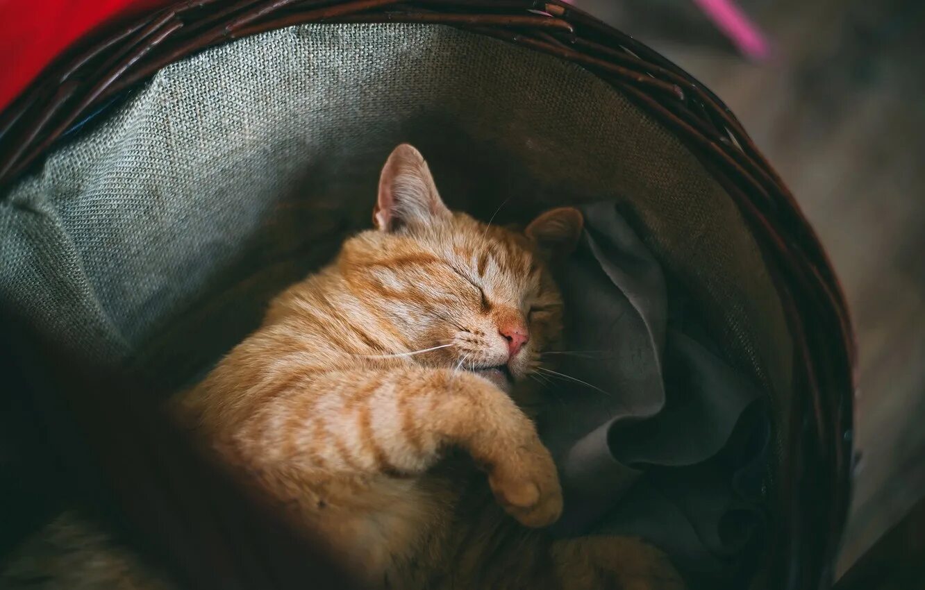 Чтобы кот уснул. Спящий кот. рыжий кот. уютный котик.