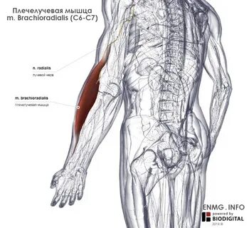 Плечелучевая мышца