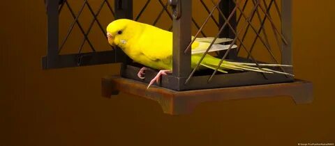 Since Elon Musk became CEO of Twitter, data shows a million users have fled...