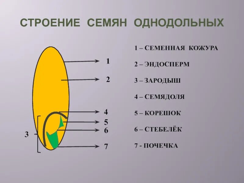 Кожура семян 6. Строение семени семенная кожура зародыш эндосперм. Строение семян однодольных растений кукурузы. Семенная кожура семядоли. Строение зародыша семени кукурузы.