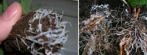 Грибок корень