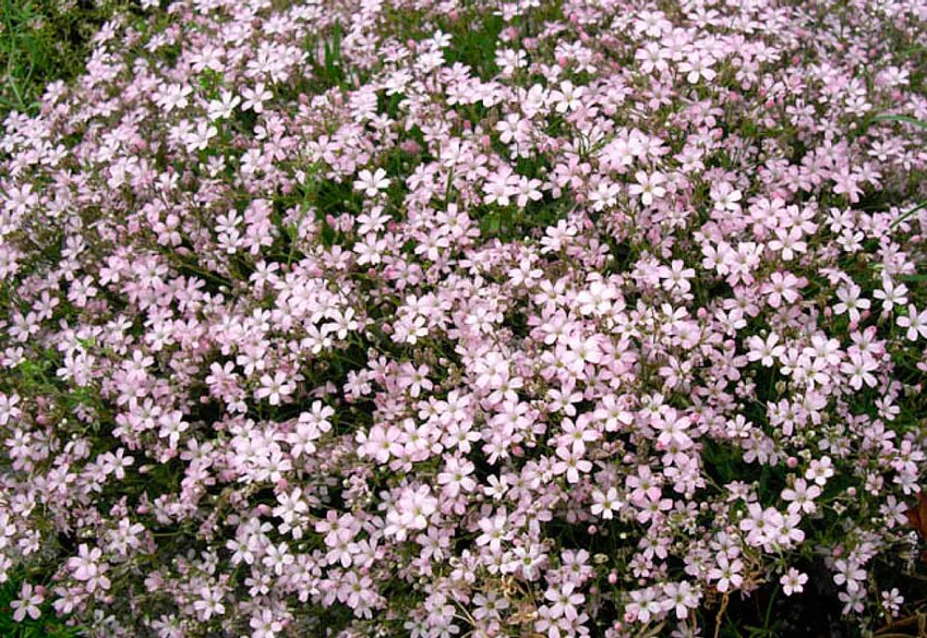 Гипсофила Тихоокеанская многолетняя. Гипсофила Тихоокеанская (Gypsophila Pacifica). Гипсофила ползучая Роуз. Гипсофила Тихоокеанская розовая многолетняя. Гипсофила розовая многолетняя