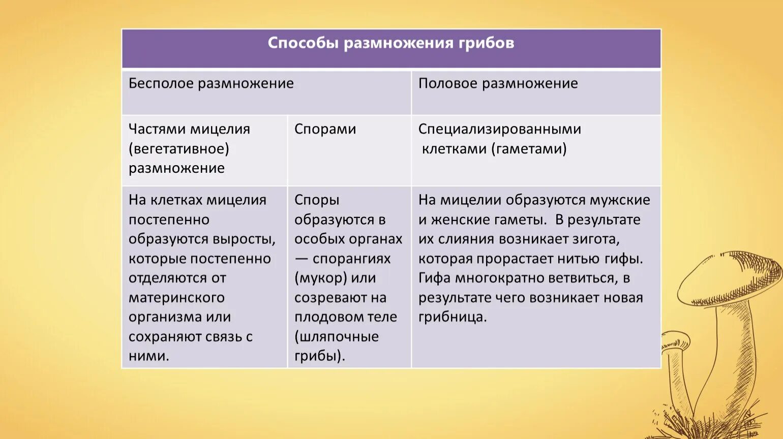 Признаки грибов 7 класс. Царство грибов размножение. Характеристики грибов по биологии 5 класс. Общая характеристика грибов 5 класс биология. Общая характеристика грибов таблица.