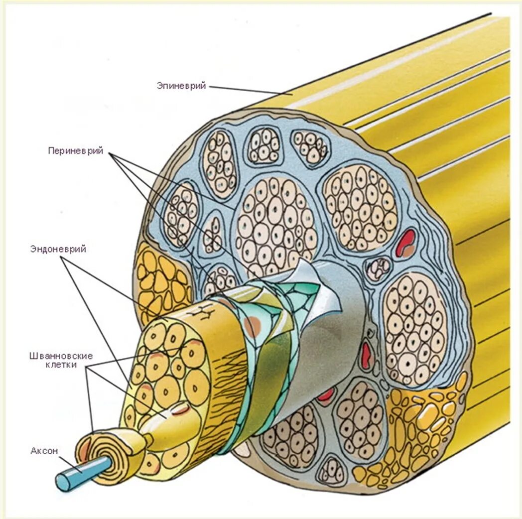 Строение нерва рисунок. Периневрий эндоневрий гистология. Поперечный срез периферического нерва рисунок. Поперечный срез нервного волокна. Эндоневрий периневрий эпиневрий строение нерва гистология.