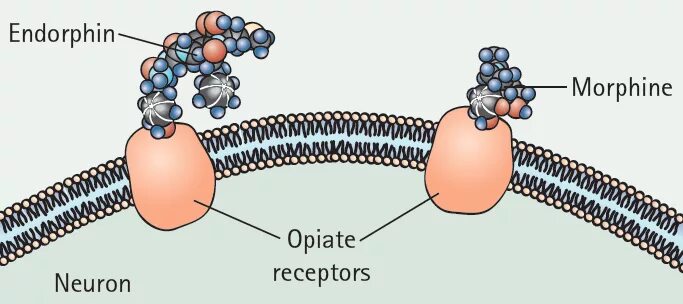 Бета Эндорфин. Эндорфины рецепторы. Эндорфин структура. Бета энкефалин и бета Эндорфин. Эндорфин 2