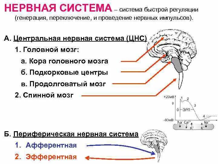 Регуляция движения человека. Регуляция движения человека