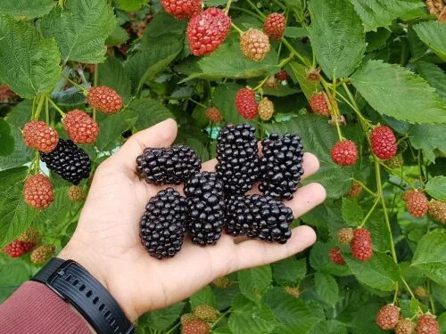 Ежевика Тройная корона () Плодовые кустарники и деревья. Плодово-ягодные луковиц
