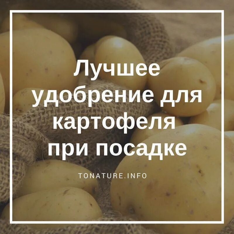 Удобрение для картофеля. Удобрение для картошки при посадке. Подкормка для картофеля для высокого урожая. Какое удобрение лучше для картофеля.