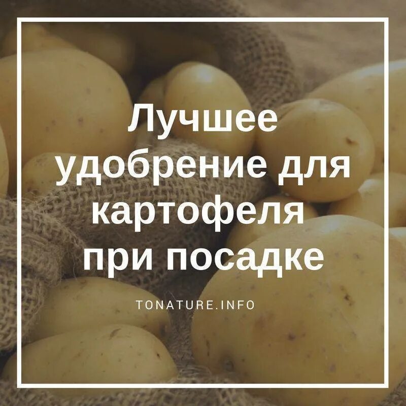 Удобрения используемые при посадке картофеля. Удобрение для картофеля. подкормка для картошки. удобрения под картофель. подкормка для картофеля при посадке.