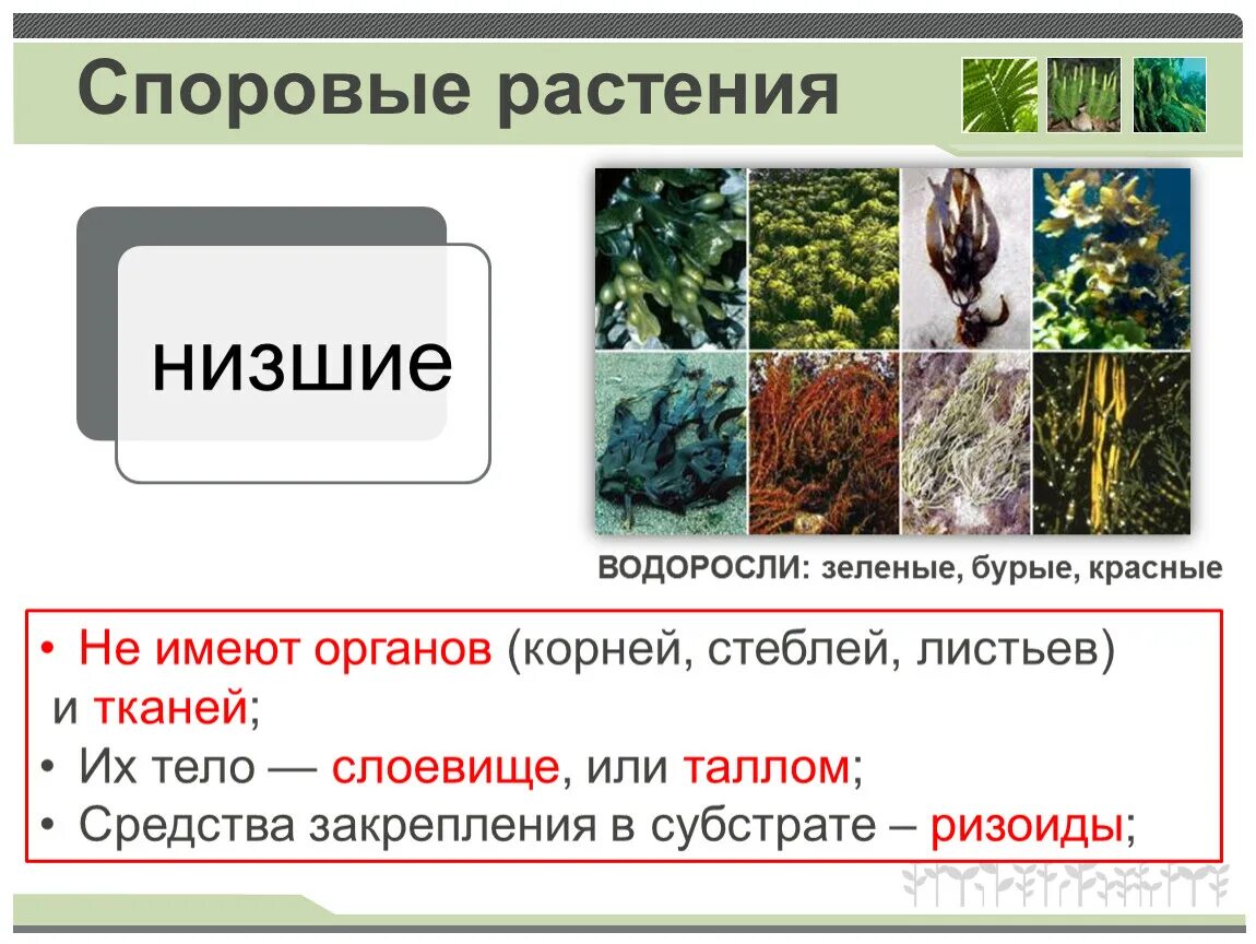 Споровые растения примеры названия. Примитивные высшие споровые растения. Низшие растения высшие споровые растения. Высшиесплровые растения. Низшие споровые растения.