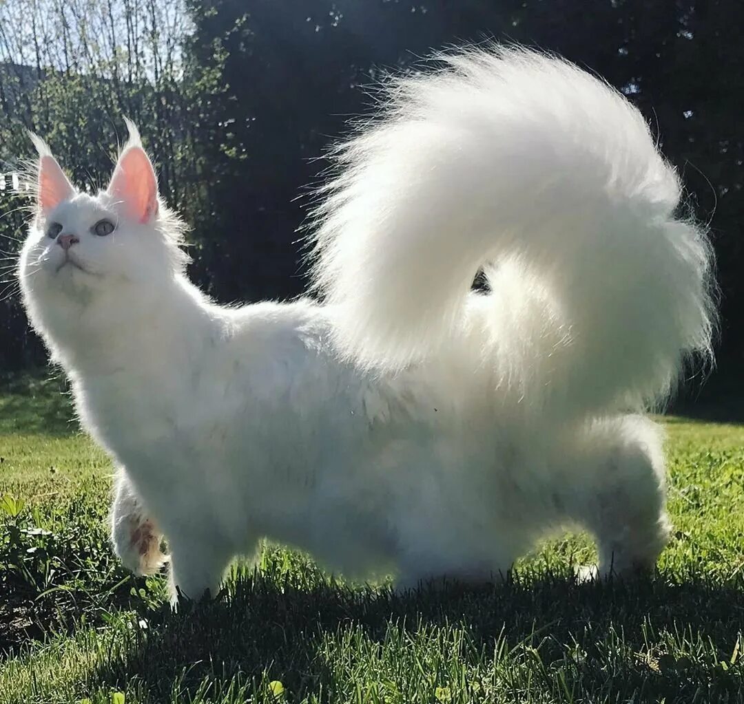 Белые Мейн куны. Турецкая ангора Манчкин. Манчкин и Мейн кун. Белая кошка Мейн кун.