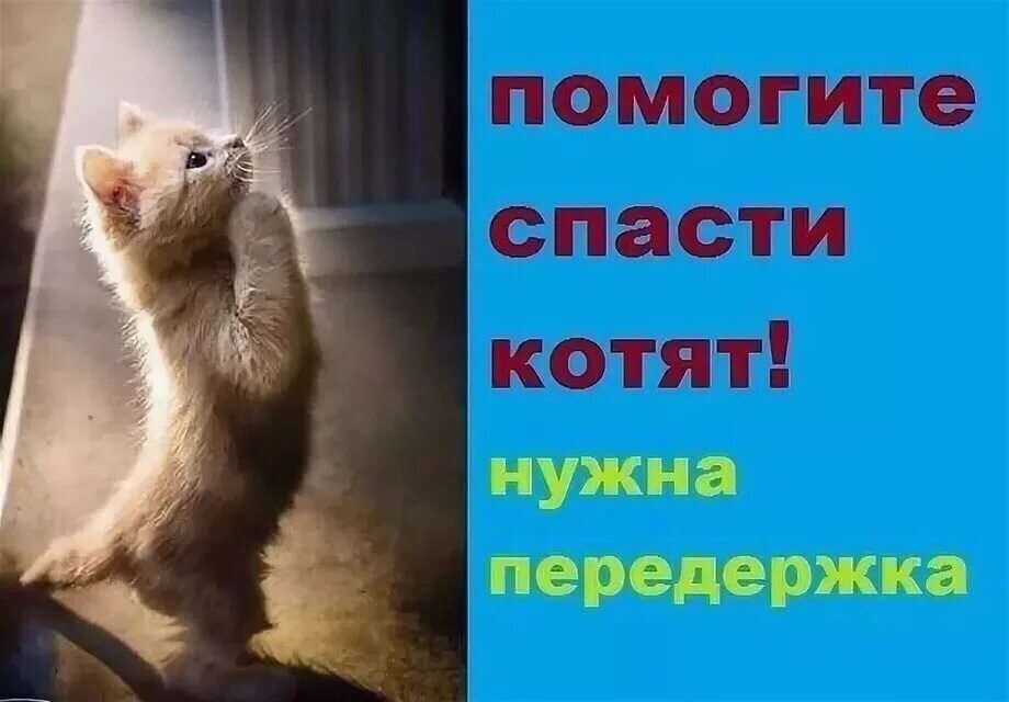 Помогите спасти котят. Нужна передержка котенку. Срочно нужна передержка для котят. Мама помоги котенку