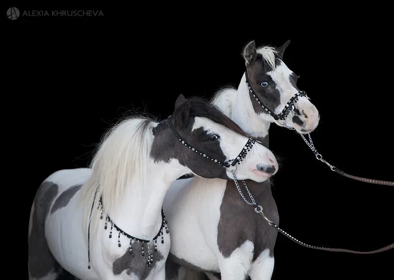 Ponying ru. Американская миниатюрная лошадка. Американская мини лошадь. Европейская миниатюрная лошадь.