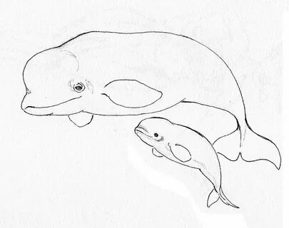 beluga whale coloring page