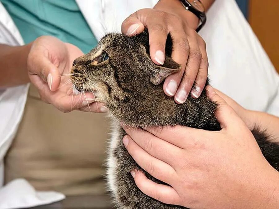 Ветеринар экзамены. Дерматологические болезни кошек. Кожные заболевания у кошек. Исследование кожи у животных.