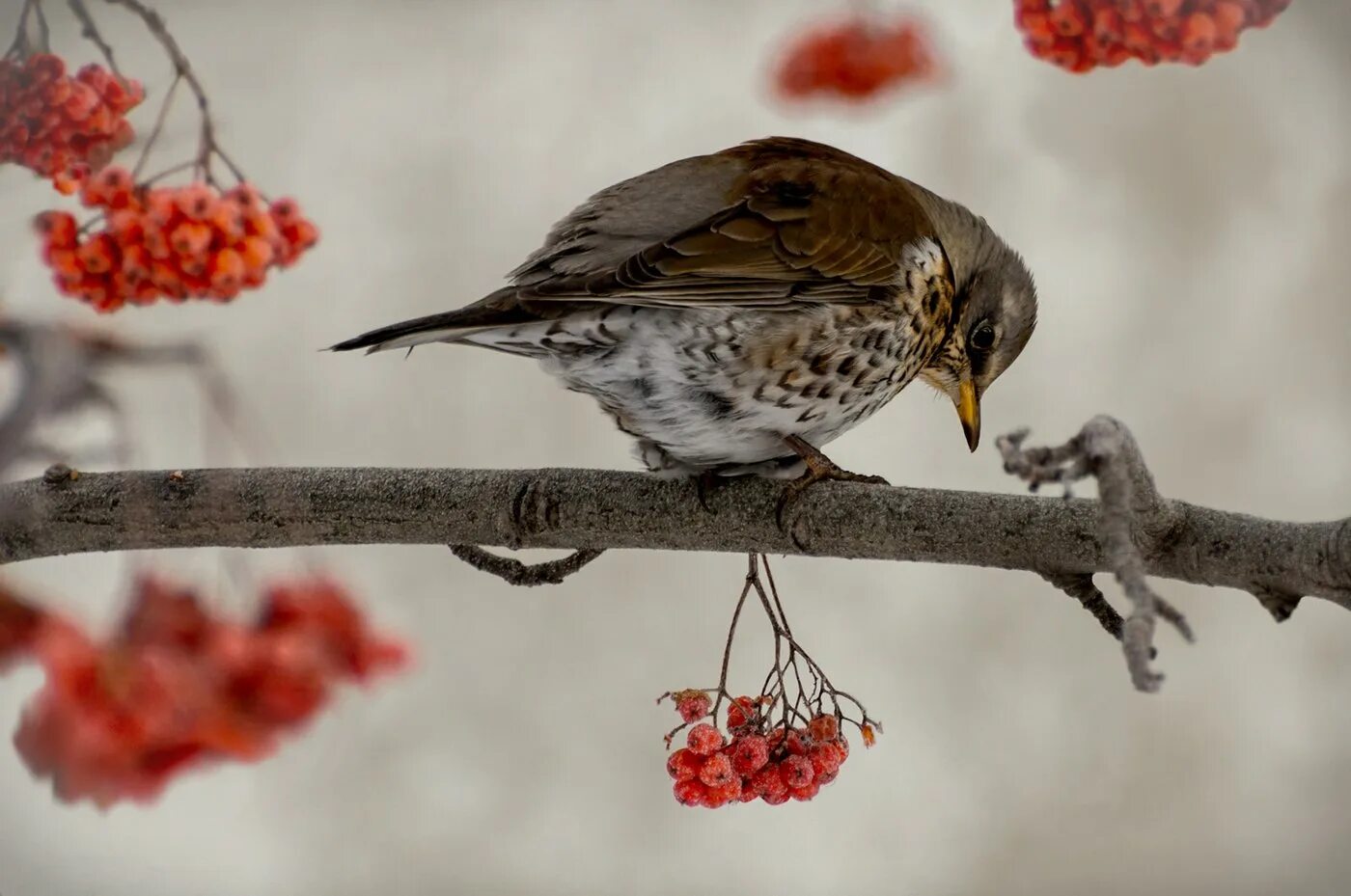 Птица есть зимой рябину. Серый дрозд рябинник. Дрозд рябинник ареал. Рябиновый дрозд дрозд рябинник. Рябиновый дрозд дрозд рябинник.