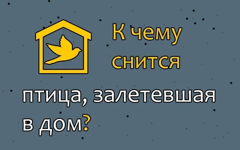 К чему снится птица в окне. К чему снятся птицы. Приснилась птичка залетела в дом. К чему снится птица залетевшая в дом. К чему снится птица зале.